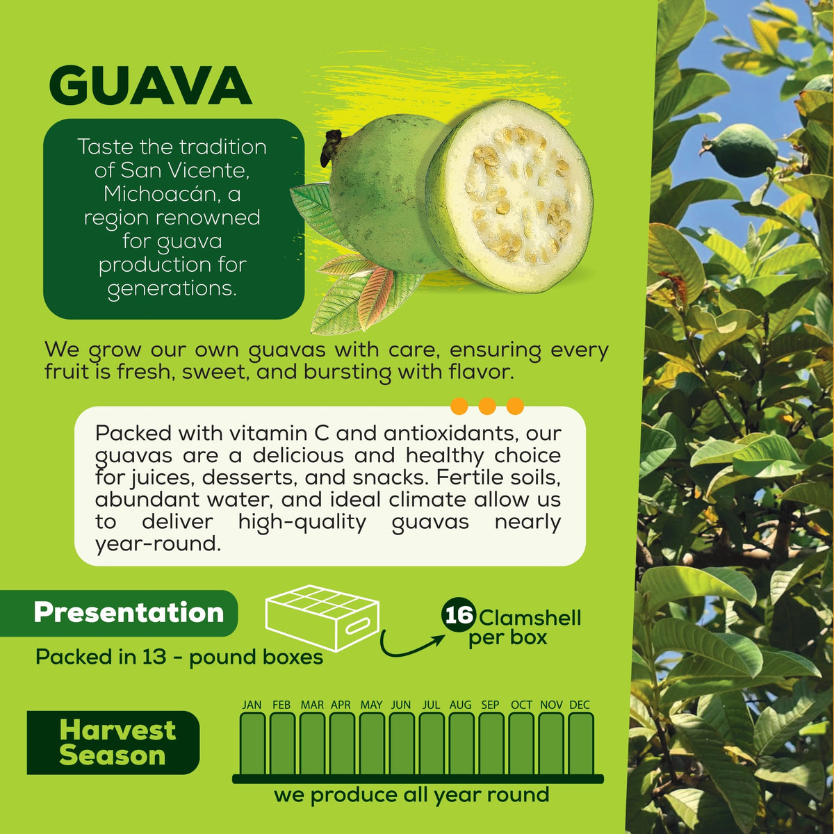 Millenium Guava My Store